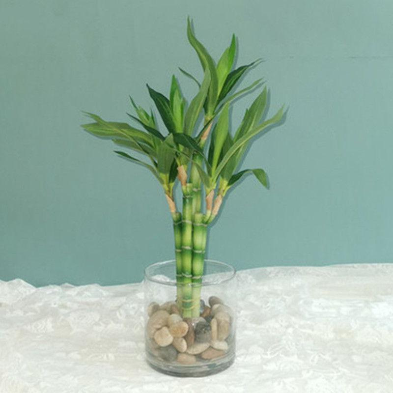 Aquarium Fish Land - 새로운 40cm rFtificial 행운의 대나무 즙이