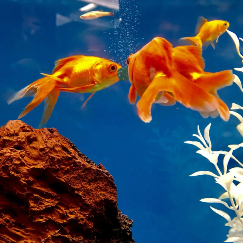 100-1500개 고순도 스피룰리나 정제 스피룰리나 해 - Aquarium Fish Enrichment 리뷰 및 가격